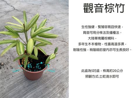 觀音棕竹修剪|觀葉植物